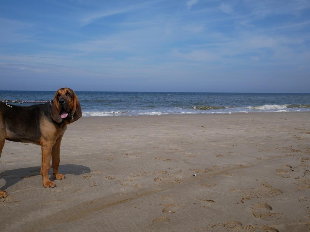 Huize De Duinen Aparthotel Bergen aan Zee Exteriör bild